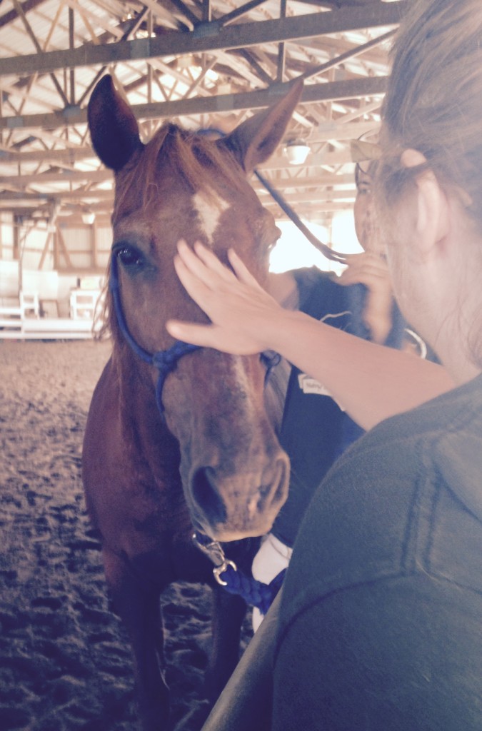 Volunteers at Miracles in Motion working with a potential therapy horse. 