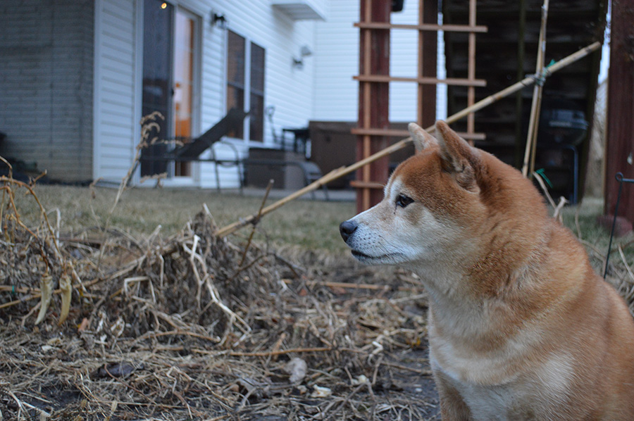 My pet Shiba Inu, named Cash, is distracted during a photoshoot with me. The backyard is his domain, and I am sure that his eyes were concentrated on some small bird or insect that could be trying to infiltrate it.