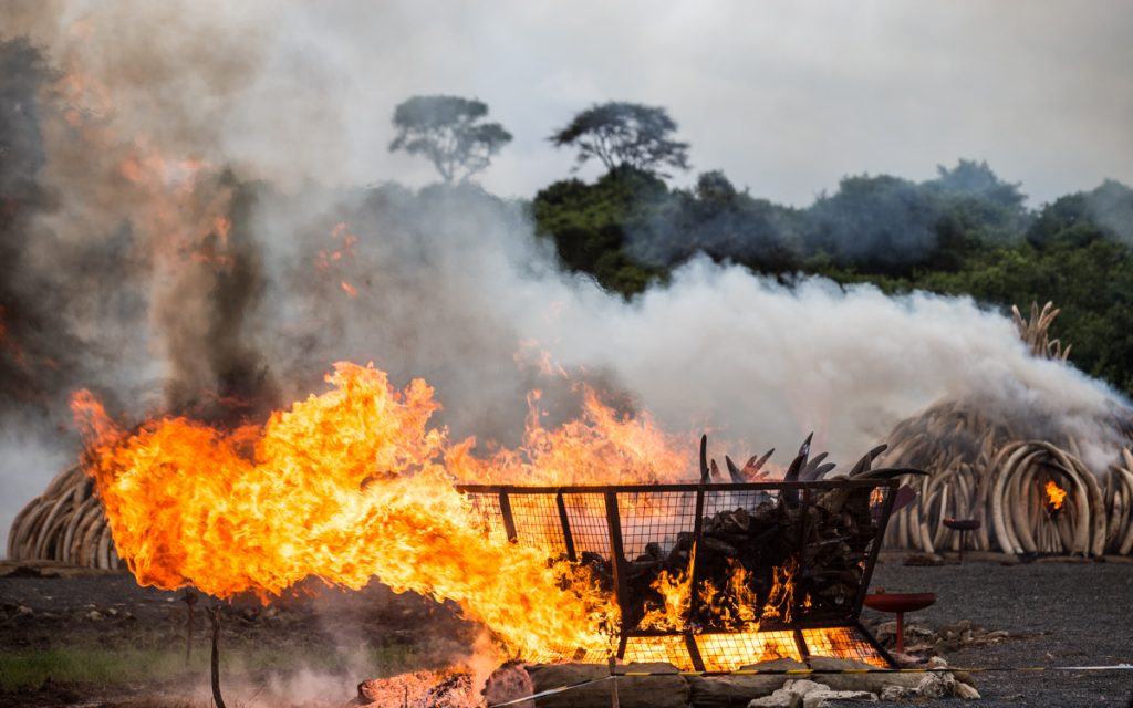 The largest ivory burn ever in Nairobi, Kenya. 
