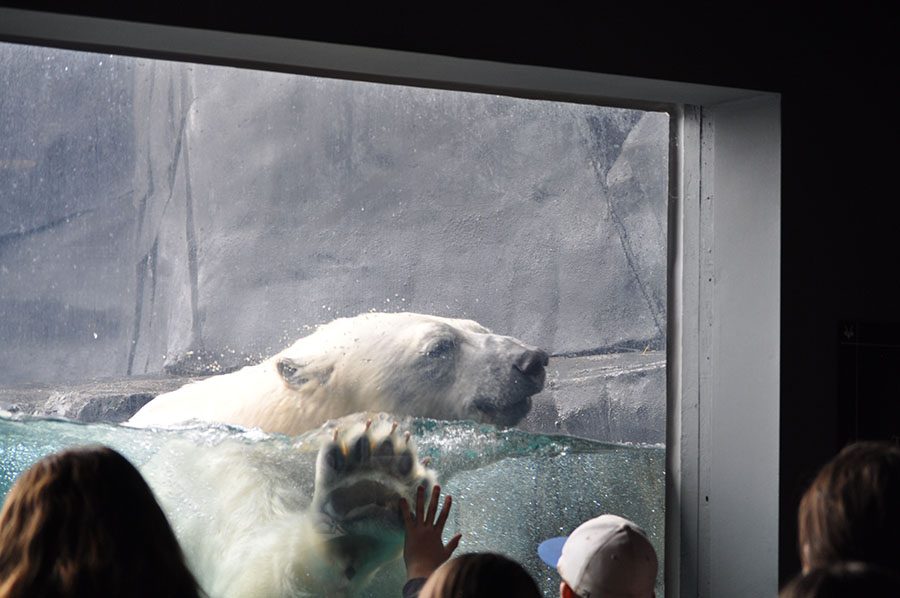 This is a polar bear at the Saint Louis Zoo. Prior to the photo, it was going for a swim in front of a large crowd of people. One of the children managed to get a high five out of it.
