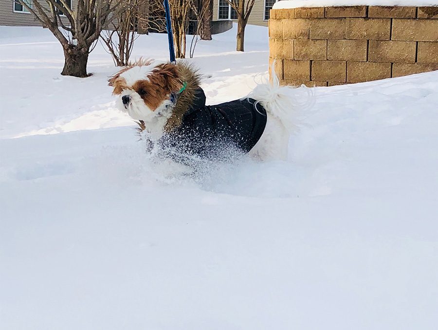 Cocoa runs and plays in the snow after a cozy day inside.