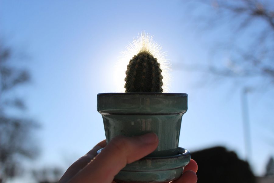 A+cactus+faces+the+sun+on+an+unseasonably+warm+January+day