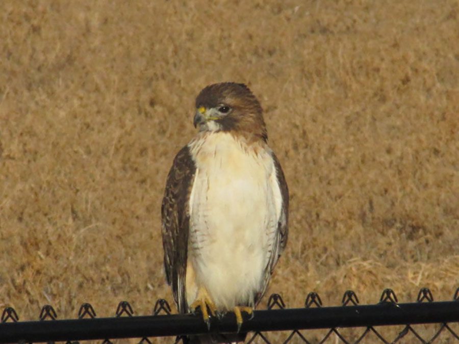A majestic hawk perched itself on a fence and started to scan from food on an early Saturday morning.