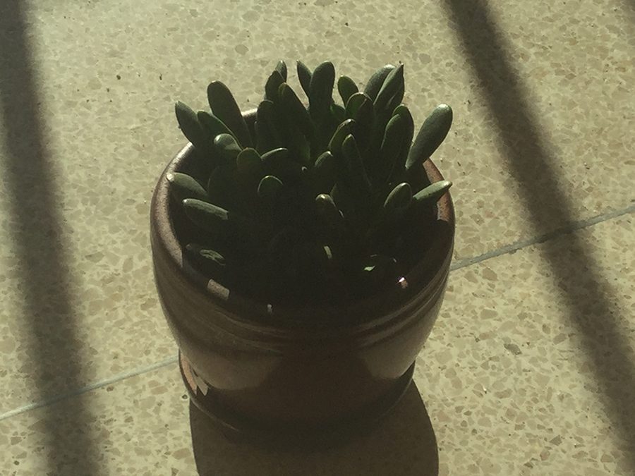 A lonely plant waiting for someone to acknowledge its existence 