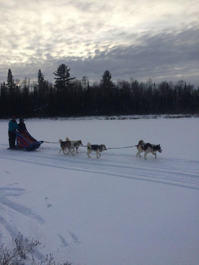 Why+everyone+should+try+dogsledding