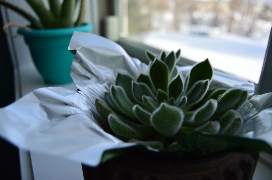 Succulents are one of the best house plants for those without a green thumb they only need to be watered once a week and can last many months, if not years. (Feature)