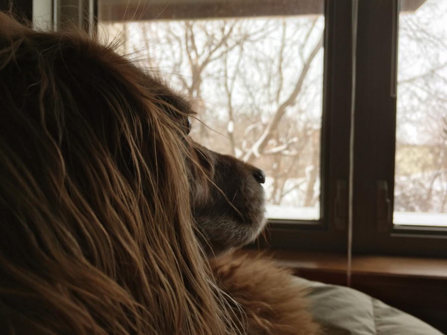Temperatures reach the negative twenties in the midwest. Des Moines broke the record for coldest end to January since 1965. Copper stares outside, longing for warmer temperatures… and a good walk. 
-Feature
