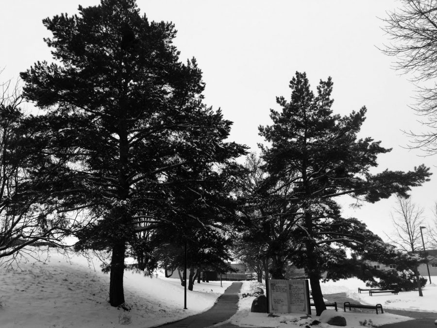 Featured+Trees+and+snow