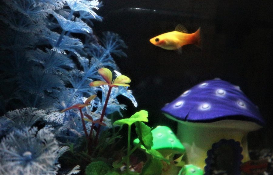 This fish is a platy, a very popular tropical fish species. Platys are one of the most colorful fish, with base colors that range from pale yellow to deep black. - featured