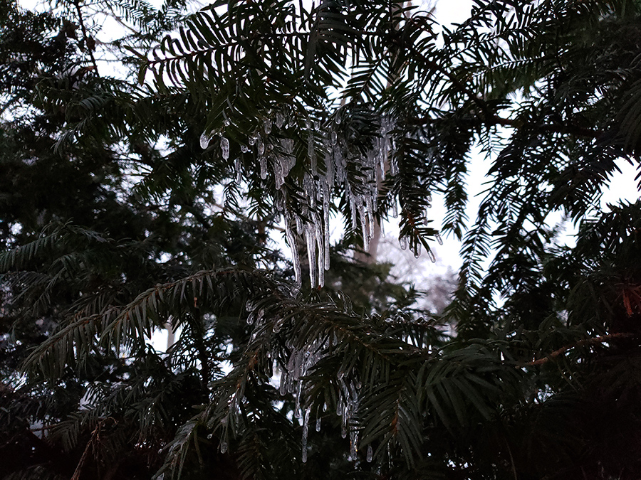 Icicles+covering+branches+of+the+bush+next+to+my+front+door+slowly+melting+off.+A+typical+winter+in+Iowa+-Featured+Image