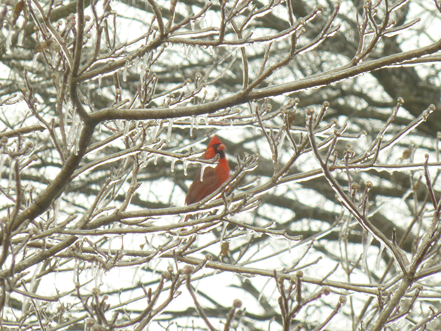 A male cardinal sits in an ice-encrusted tree, waiting to swoop down to the bird feeders to retrieve an afternoon snack. As a smaller bird, it has to wait until other birds, such as blue jays, have left. (Featured and Aperture)