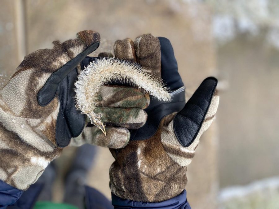 My brother Ray Scott holding a frozen cat tail after the ice storm.  Featured image.