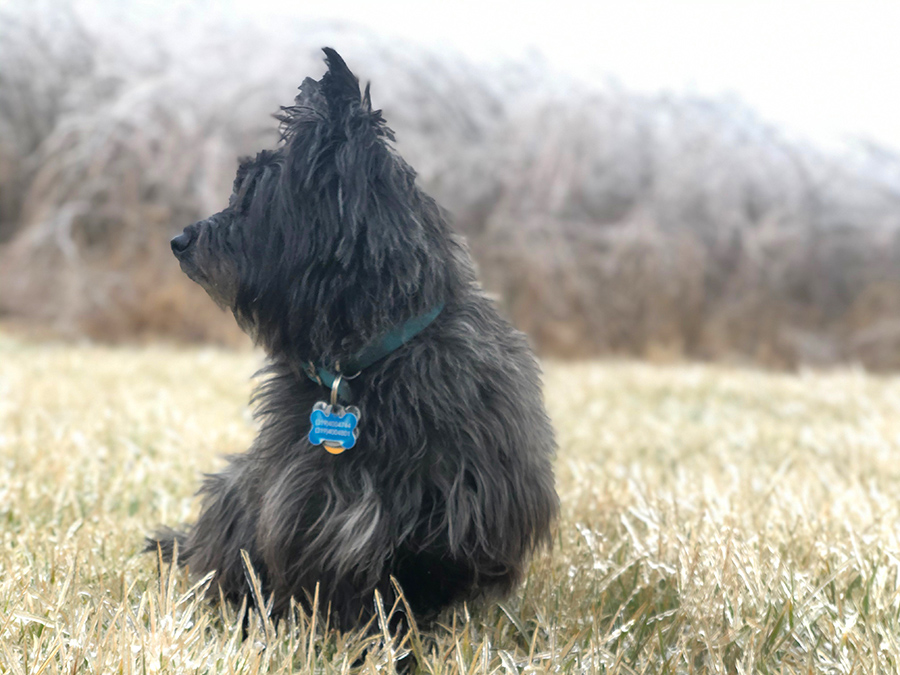 PORTRAIT Buddy struggles to find somewhere to sit because the ground is covered in frozen spikes of grass. Once he sits, I realize that the iced over wild grasses in the back will make for a great background. (1/21/2020)