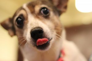 At the sight of a yummy treat, Mocha the terrier sticks her tongue out. (Featured)